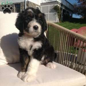 Lexi, Bernedoodle Puppy